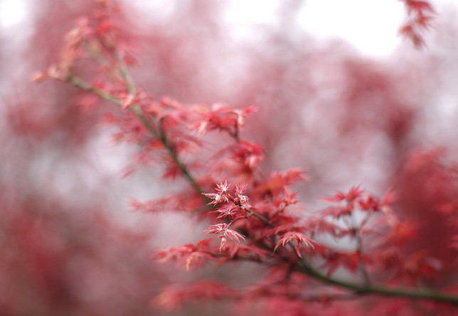 農(nóng)產(chǎn)品短視頻營(yíng)銷策劃-短視頻營(yíng)銷-美御麥得好電商