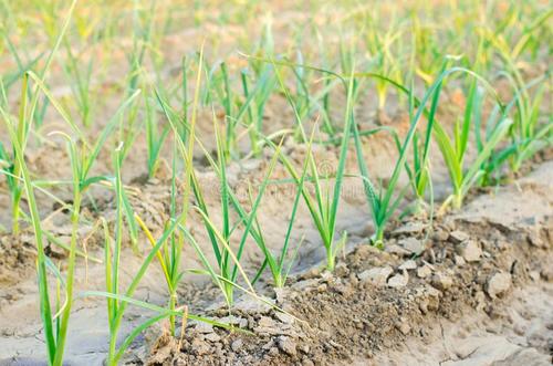 農(nóng)業(yè)品牌策劃對(duì)企業(yè)有什么影響