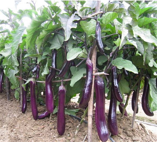 如何農(nóng)產(chǎn)品品牌設(shè)計(jì)影響用戶？