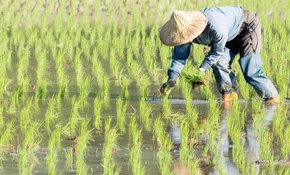 農(nóng)業(yè)品牌戰(zhàn)略規(guī)劃，對業(yè)務(wù)成功的作用