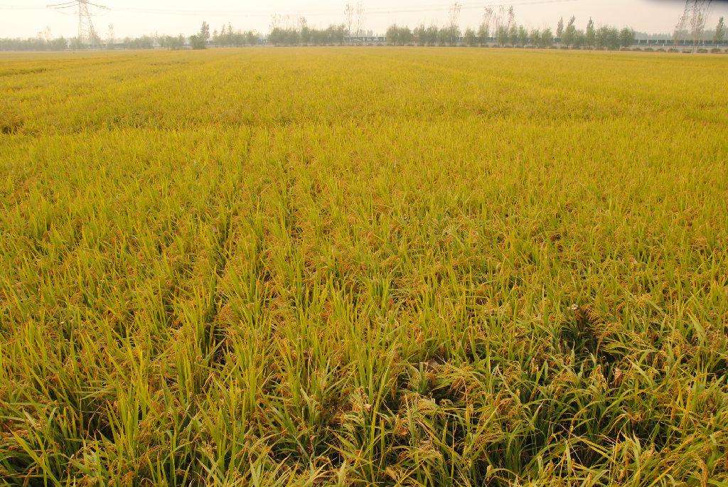 品牌定位，農(nóng)業(yè)品牌定位，大米品牌定位