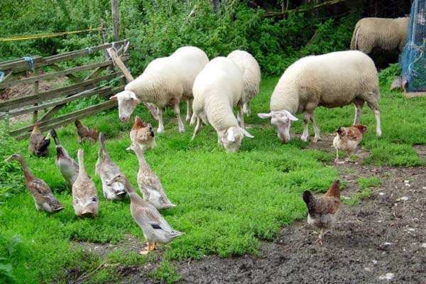 有機農(nóng)業(yè)品牌定位，農(nóng)業(yè)品牌定位