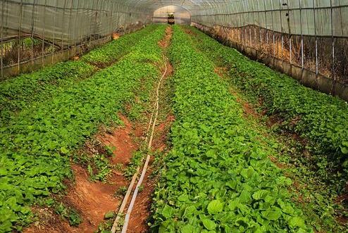 農(nóng)產(chǎn)品品牌策劃,農(nóng)產(chǎn)品品牌策劃公司 農(nóng)產(chǎn)品品牌策劃,農(nóng)產(chǎn)品品牌策劃公司