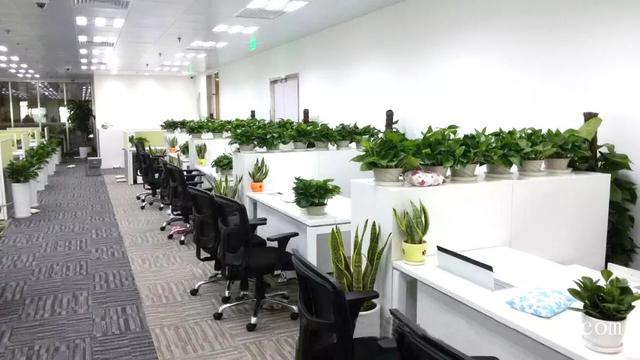 上海綠植租賃辦公室盆栽租賃技巧 上海綠植租賃辦公室盆栽租賃技巧