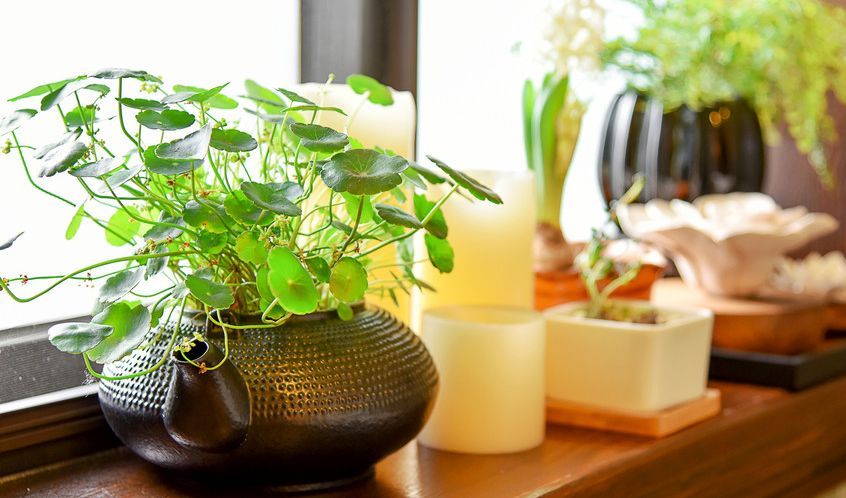 上海綠植租賃公司有哪些 上海綠植租賃公司有哪些