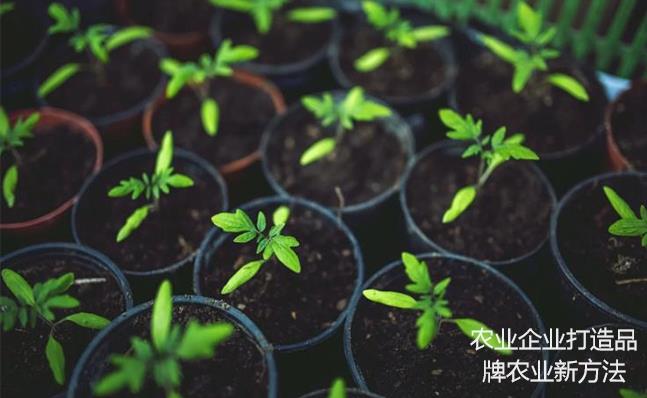 農業(yè)企業(yè)打造品牌農業(yè)新方法