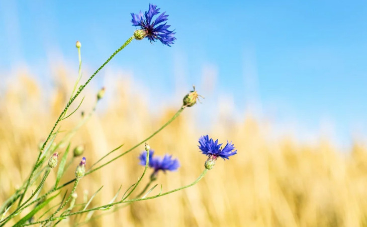 品牌全案設(shè)計(jì)的6個(gè)階段 品牌全案設(shè)計(jì)的6個(gè)階段