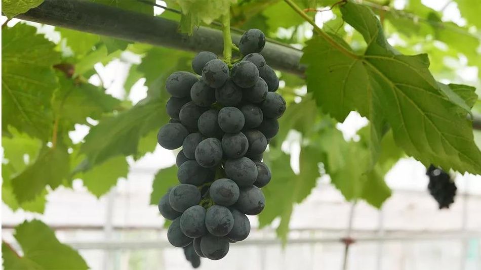 聚焦品牌轉(zhuǎn)型升級(jí)，推動(dòng)馬陸葡萄品牌力持續(xù)向上