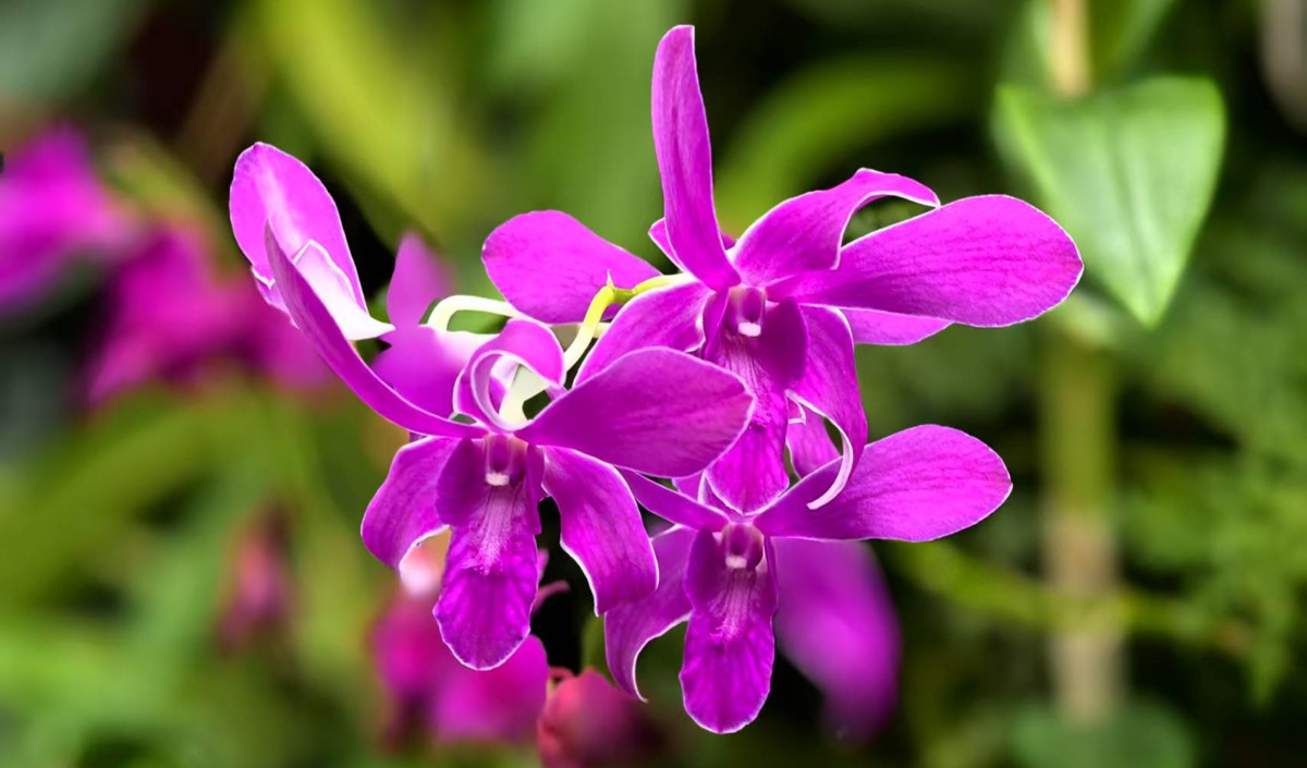 農(nóng)資公司打造自有品牌全方位策略-美御