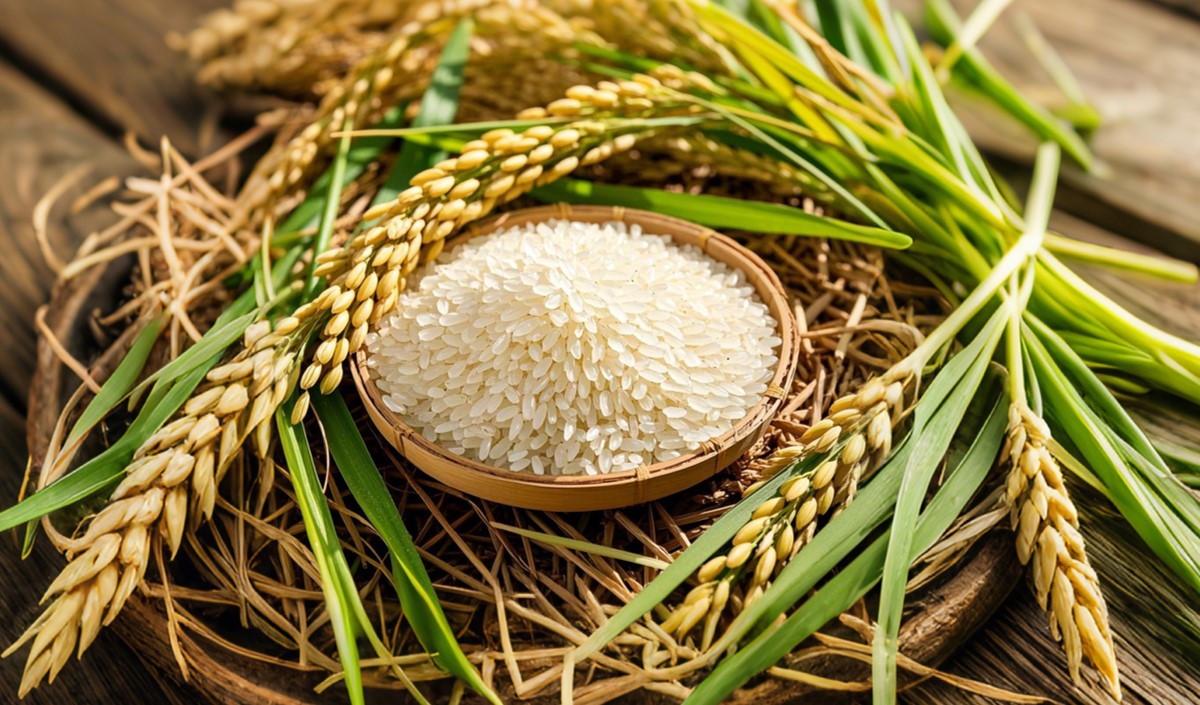 農(nóng)業(yè)企業(yè)如何打造高端大米品牌的全案方案