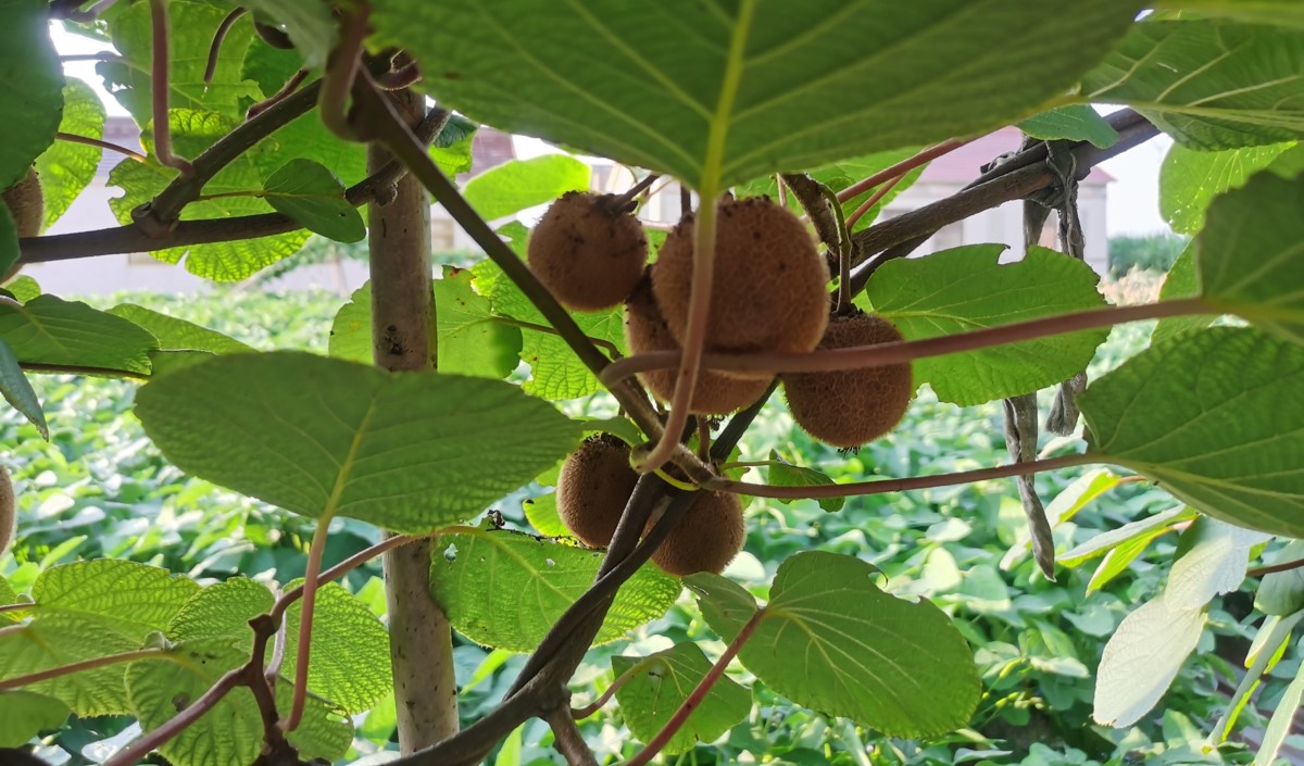 品牌農(nóng)業(yè)破局之道：從“賣產(chǎn)品”到“賣價(jià)值”的戰(zhàn)略升級(jí)