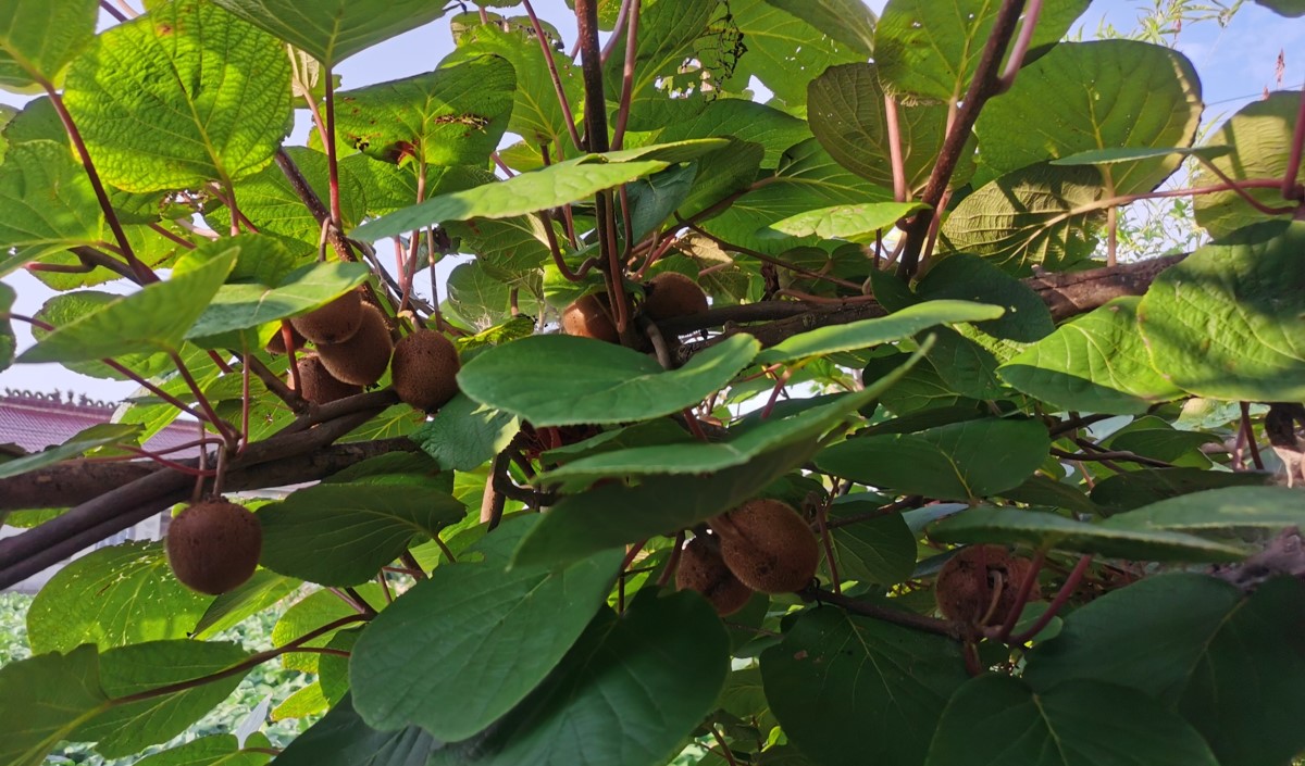 網站用圖片模板387.jpg 網站用圖片模板387.jpg